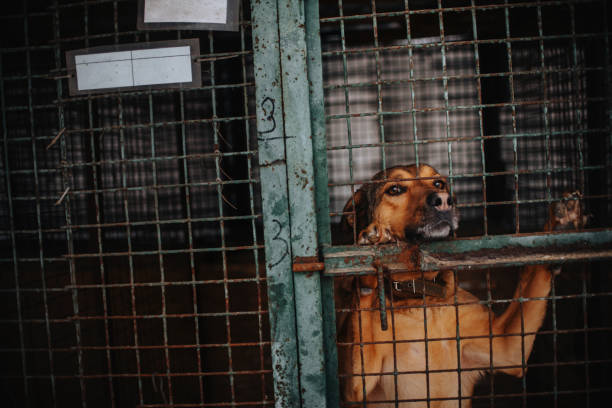 istock sad mixed breed dog posing in a cage in animal shelter 1205987704