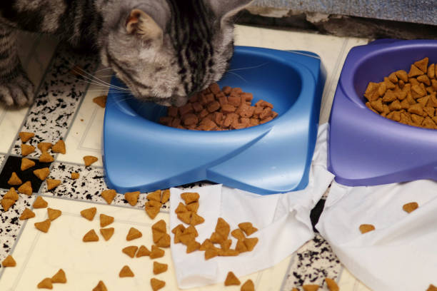 Eating cat and mess around it food bowl, indoor close-up