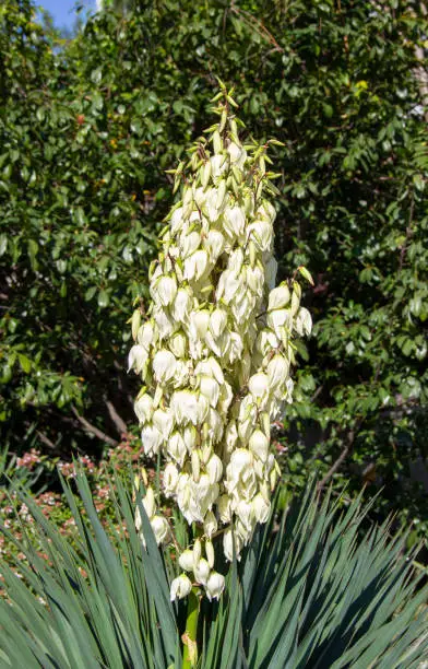 Blooming Yucca gloriosa. perennial evergreen monoecious plant Asparagaceae. The plant is distributed from North Carolina in the North to Northern Florida in the South and to Louisiana in the West.