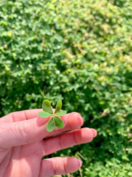 istock Shamrock leaf in female hand. St. Patrick symbol 1205989196