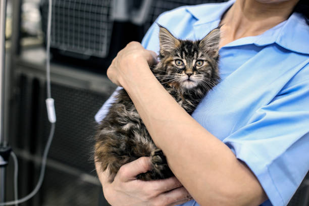 istock Cute cat at the vet 1205990796