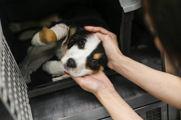istock Taking care of a sick dog 1205991534