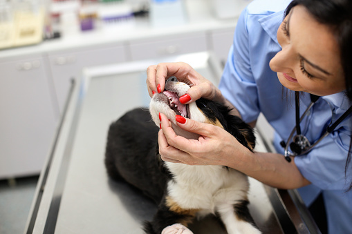 Veterinaria examinando los dientes del perro photo