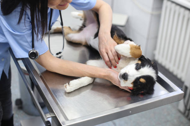 istock Dog on a medical test 1205991673