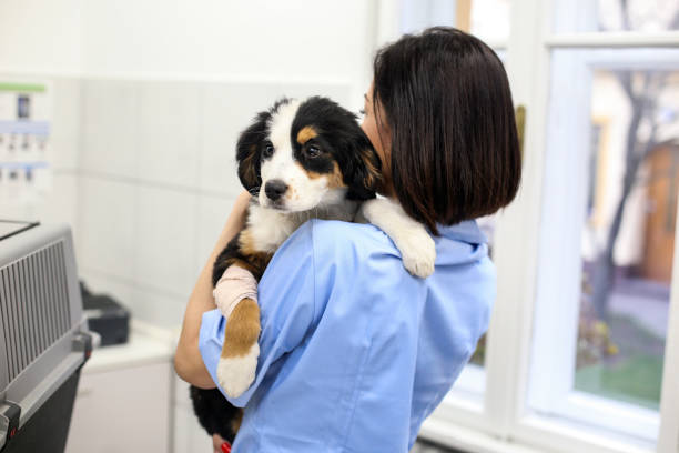 istock Female veterinarian carrying a dog 1205991742