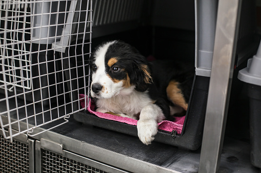 Bernese Mountain dog inside of a pet carrier.