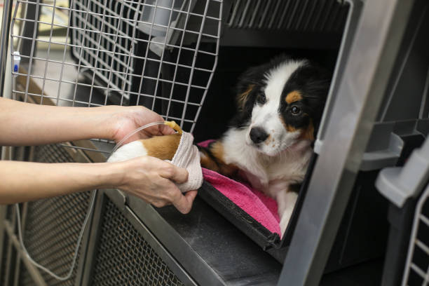 istock Veterinary putting a bandage on a dog 1205991937