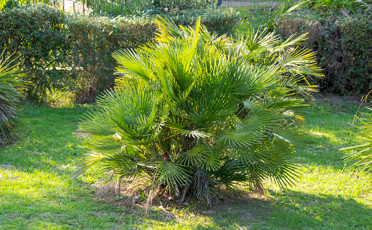 Chamaerops humilis is the only palm growing in Europe, so it is also called the European fan palm. low-growing multi-stemmed tree with a crown of fan leaves with prickly petioles.