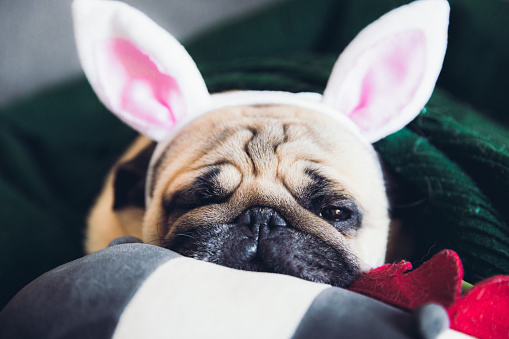 Small cute little pug decorated by Easter Bunny Ears sleeping on the gray sofa covered by green blanket on his panda toy near cactus plant in Scandinavian style white apartment - spring concept