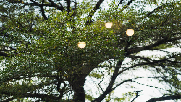 istock Branch of Terminalia ivorensis 1205993883