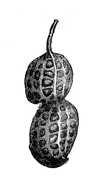 античная иллюстрация ботаники: арахис - arachis hypogaea illustrations stock illustrations
