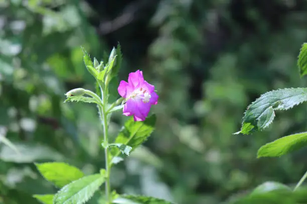 Medicinal herb Epilobium parviflorum, commonly known as the hoary willowherb or smallflower hairy willowherb.Extracts of this plant have been used by traditional medicine,antiinflammatory effect.