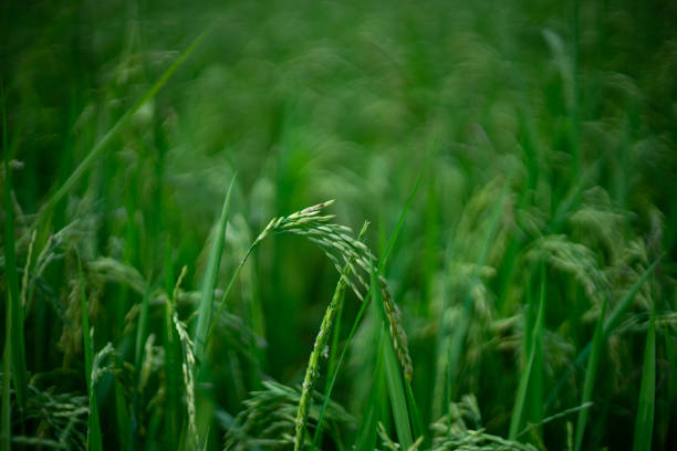 Bokeh of dew drops on a grain of rice in a field in the morning.soft focus.