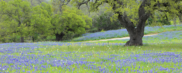 A field of Bluebonnets in Texas Hill Country.