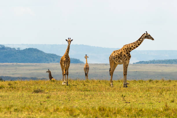 アフリカの4つのキリン - giraffe south africa zoo animal ストックフォトと画像