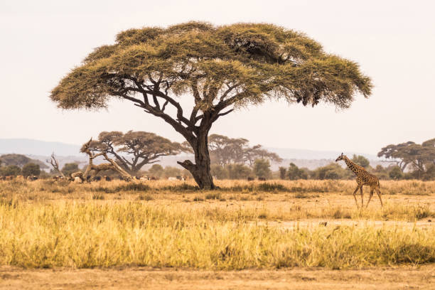 istock Giraffe Makes His Trek Home 1206003883