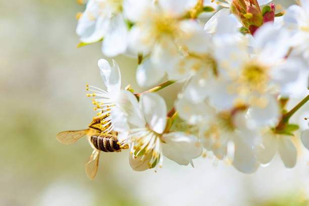 istock Blooming cherry with a flying bee close-up. 1206004560