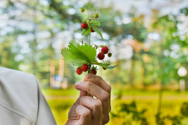 Close-up of a hand holding wild strawberries on a green blurred background, capturing the essence of nature and summer.