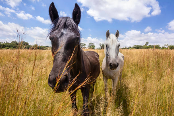 Black and White horses grazing in the field seen close up