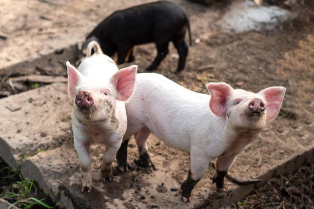 istock Two little white pigs on a home farm. 1206004783