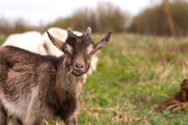 istock Little cute goatling chewing grass in the field. 1206005031