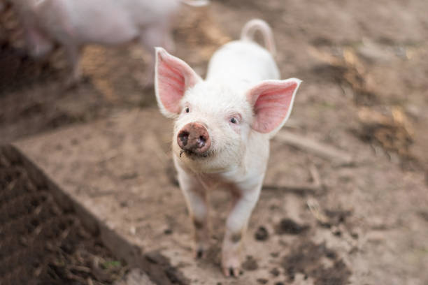 istock Little cute white pig on a farm. 1206005186