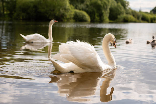 Beautiful white swan on the a lake. stock photo