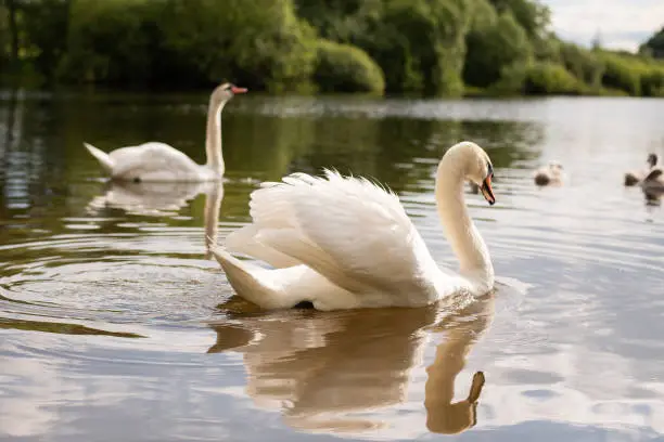 Photo of Beautiful white swan on the a lake.
