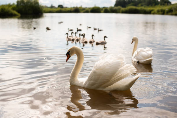 istock Beautiful white swan on the a lake. 1206006679