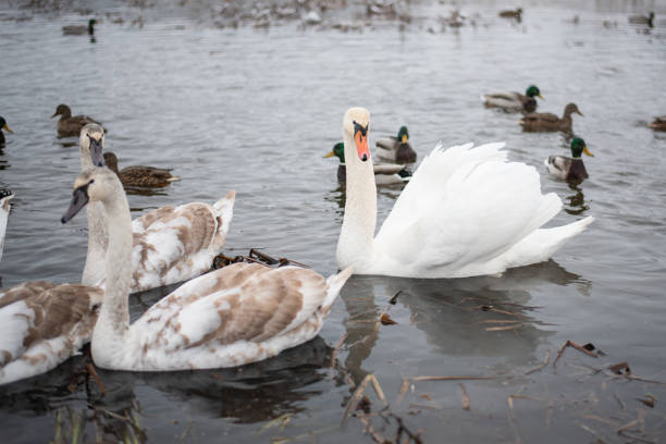 istock Swans on the lake, with chicks, in the winter. 1206007230
