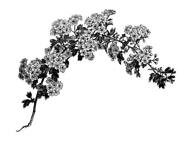 골동품 식물성 삽화: 크라타구스, 산사나무, 퀵쏜, 가시나무, 메이트리, 화이트쏜, 호베리 - hawthorn flower old fashioned botany stock illustrations
