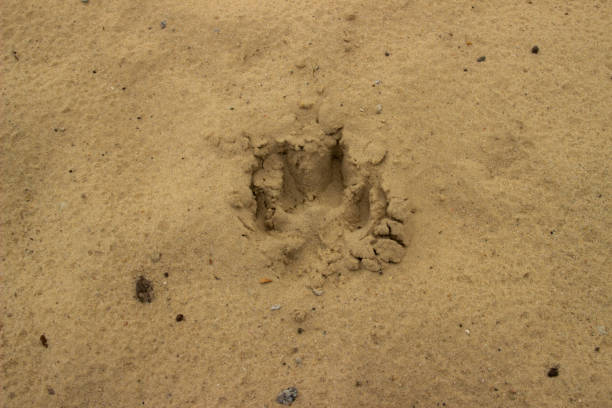 pista di cane o lupo o impronta sulla sabbia bagnata. tracce di animali a terra - paw print animal track dirt track foto e immagini stock