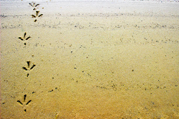 pista per uccelli o impronte sulla sabbia bagnata. traccia di corvo a terra - paw print animal track dirt track foto e immagini stock