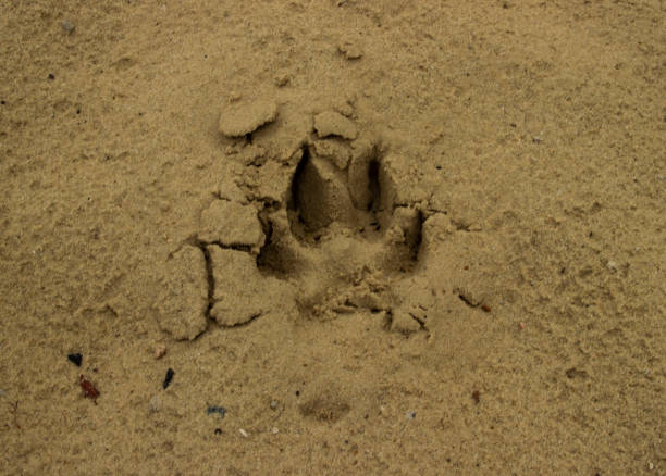 pista di cane o lupo o impronta sulla sabbia bagnata. tracce di animali a terra - paw print animal track dirt track foto e immagini stock