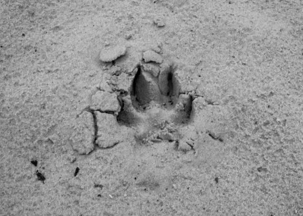 pista di cane o lupo o impronta sulla sabbia bagnata. tracce di animali a terra - paw print animal track dirt track foto e immagini stock
