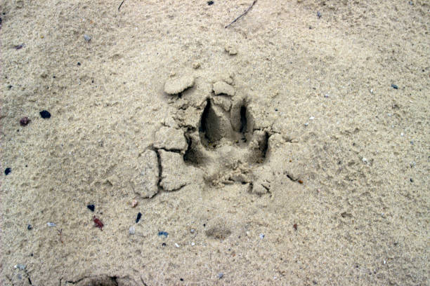 濡れた砂の上の犬やオオカミのトラックや足跡。地上の動物の痕跡 - paw print animal track dirt track ストックフォトと画像