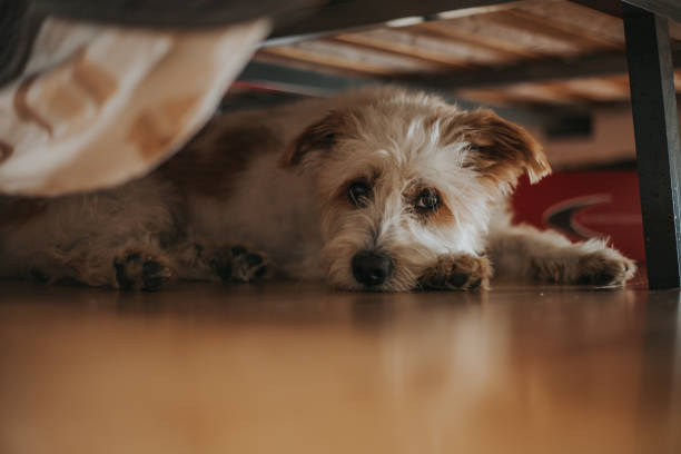istock Portrait Of Dog Lying Down On Floor 1206007661