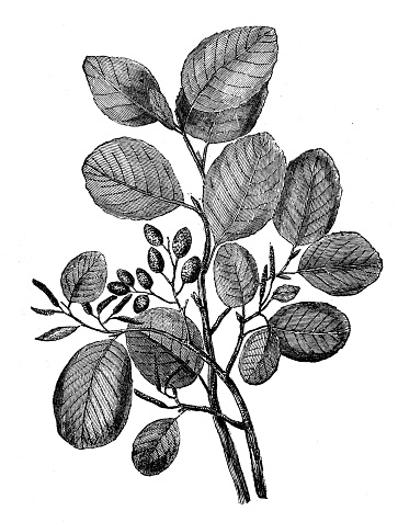 istock Antique botany illustration: Alder 1206007687
