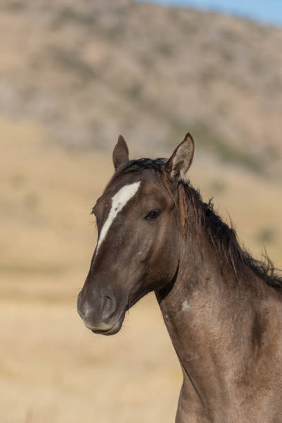 istock Wild Horse in the Utah Desert in Fall 1206010051