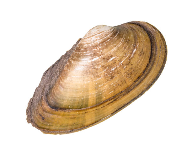 istock dried seashell of quahog cutout on white 1206010431