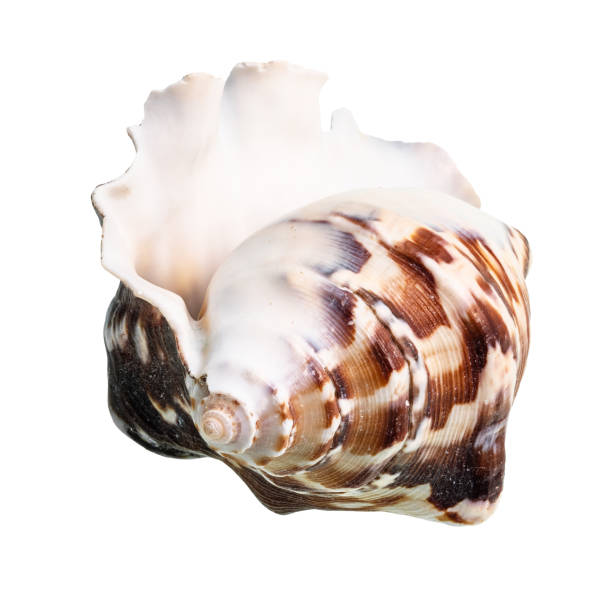 istock empty conch of dark brown muricidae mollusk cutout 1206010459