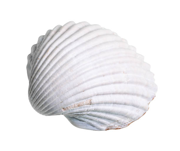 istock dried white shell of cockle cutout on white 1206010677