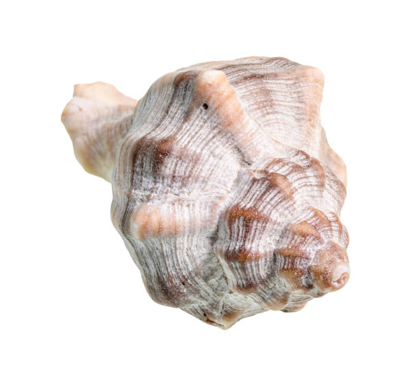 istock dried conch of whelk snail cutout on white 1206010767