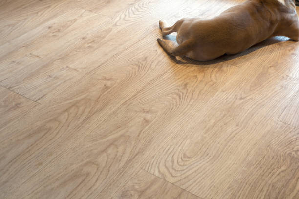 istock Brown dog lying on the modern light pvc floor, view of backside space for text 1206010787