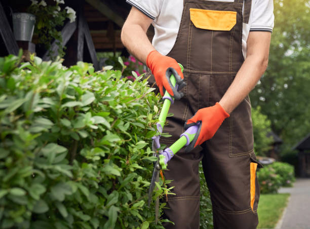 istock Incognito man cutting overgrown bushes. 1206010835