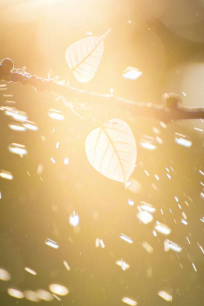 feuille verte de bo avec la lumière du soleil le matin, arbre de bo représentant le bouddhisme en thaïlande. - peepal photos et images de collection