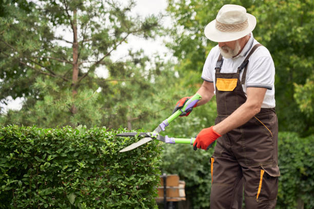 istock Smiling senior man cutting overgrown bushes. 1206011246