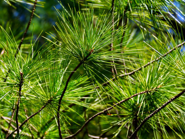 istock green pine twigs with long green needles. blue sky background 1206018933
