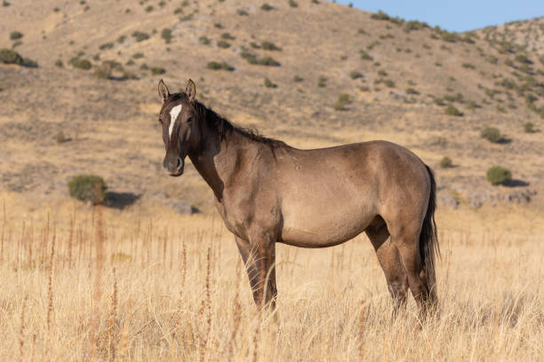 istock Wild Horse in the Utah Desert in Fall 1206019879