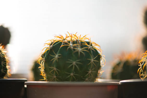 Melo cactus in flower pot show nature background